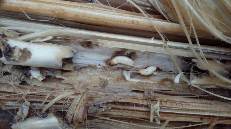 Three white weevil larva on destroyed banana plant.