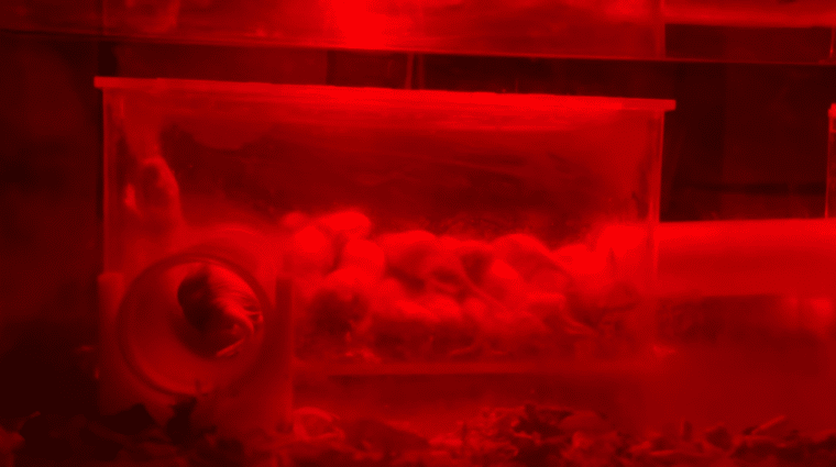 A plastic shelter holding several naked mole rats huddled together. All is cast in a red glow.