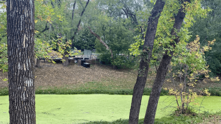 Wooded area. River covered in a light green algae. River banks are darker green on either side.