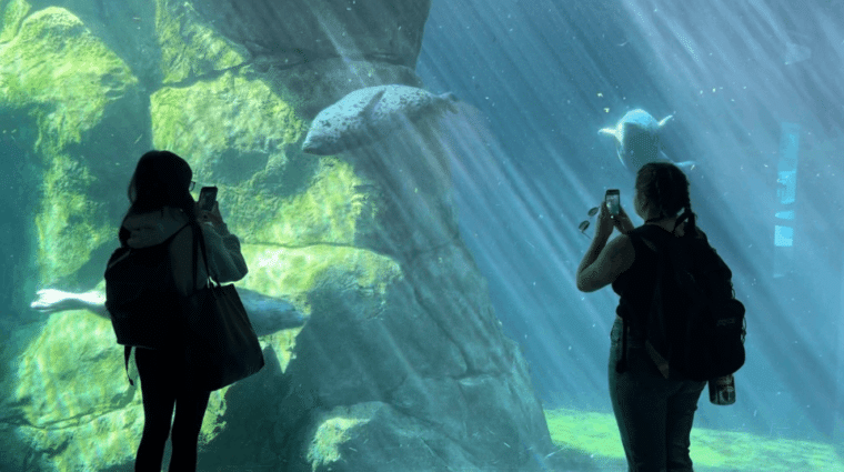 Two silhouettes of people taking photos of seals in an aquarium tank.