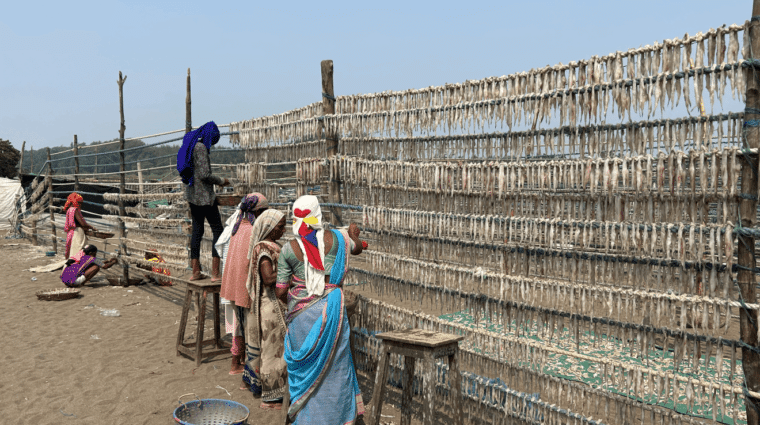 Five women standing at a tall rack which holds many rows of fish.